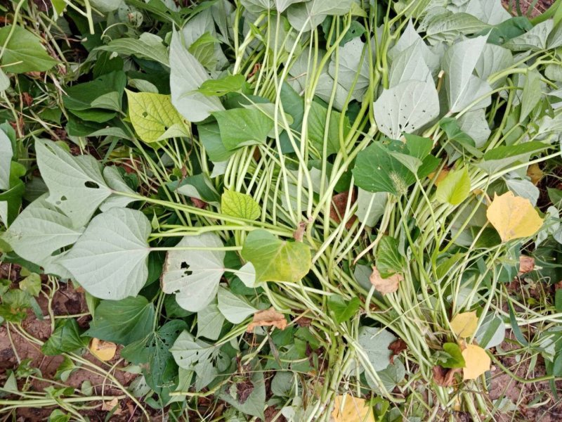 龙暑9了