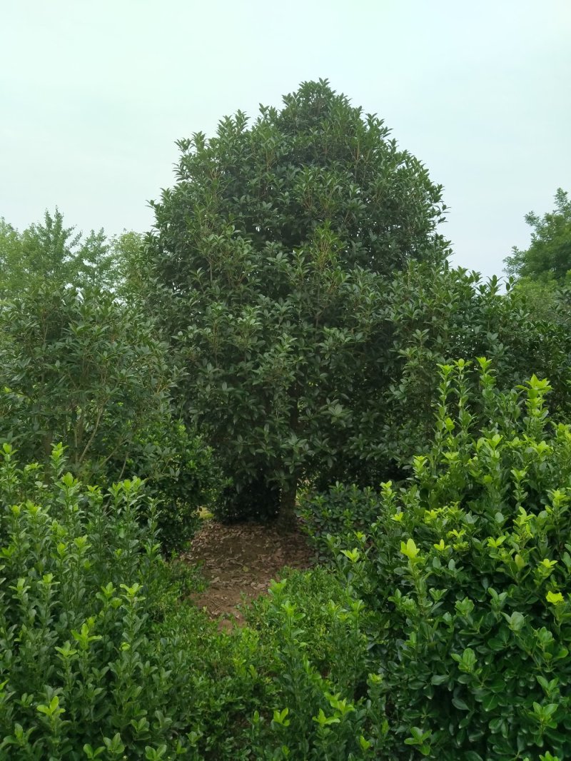 河南精品丛生桂花树，数量多，规格齐全，潢川县苗木基地直销