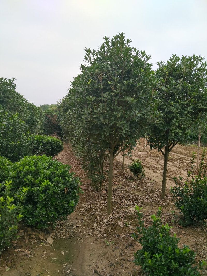 河南精品丛生桂花树，数量多，规格齐全，潢川县苗木基地直销