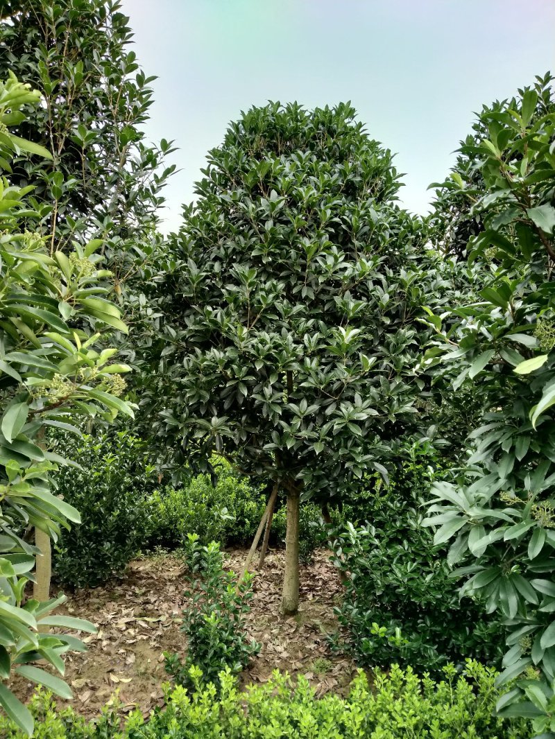 河南精品丛生桂花树，数量多，规格齐全，潢川县苗木基地直销