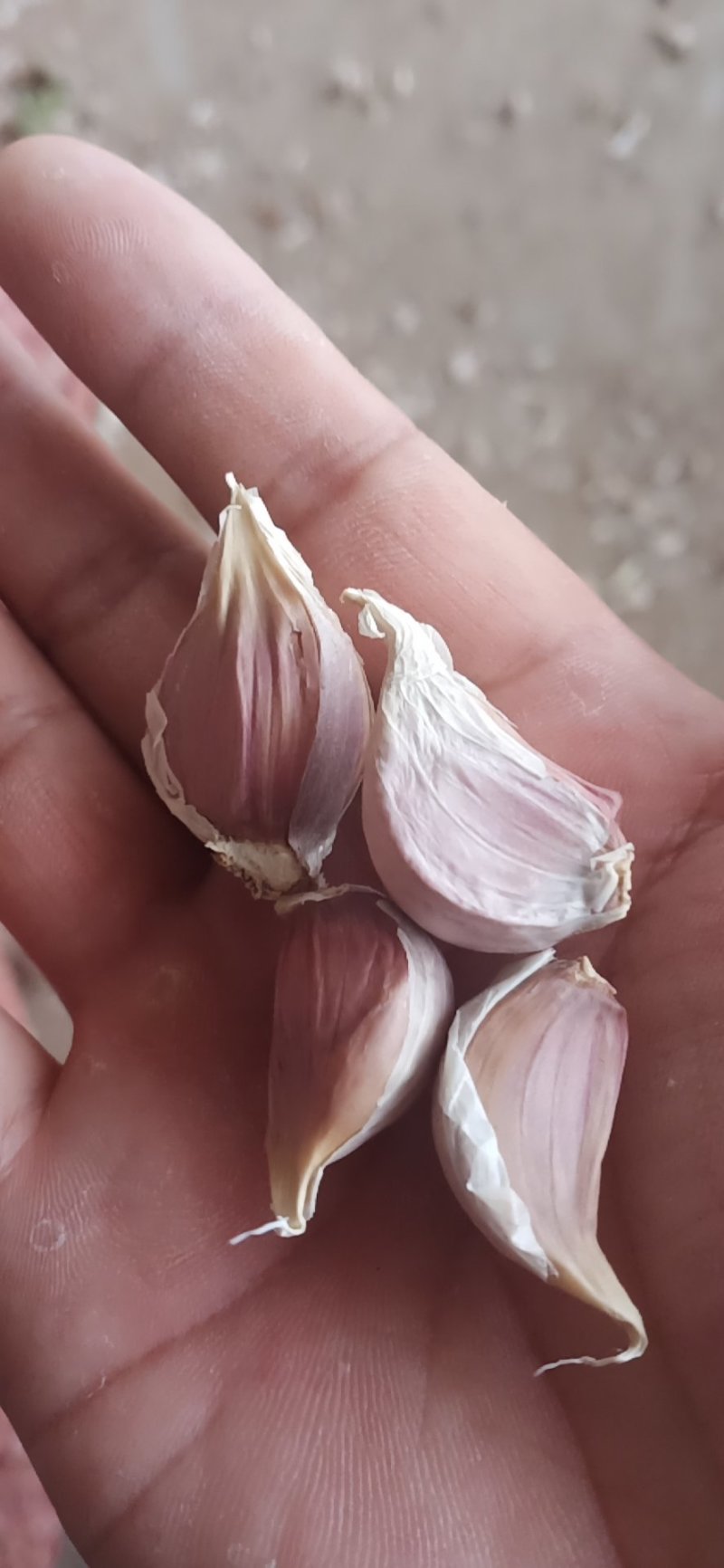 徐州红根蒜苗种子，纯手工剥蒜瓣川蒜香蒜紫皮苔蒜瓣