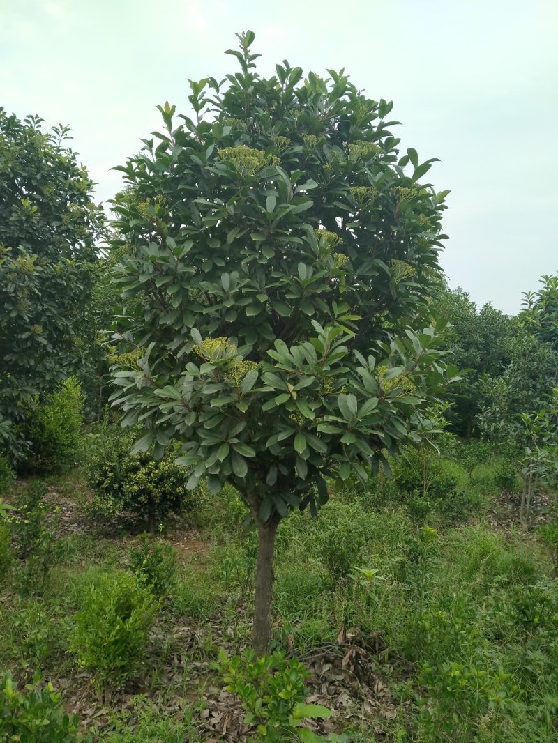 河南精品丛生桂花树，数量多，规格齐全，潢川县苗木基地直销