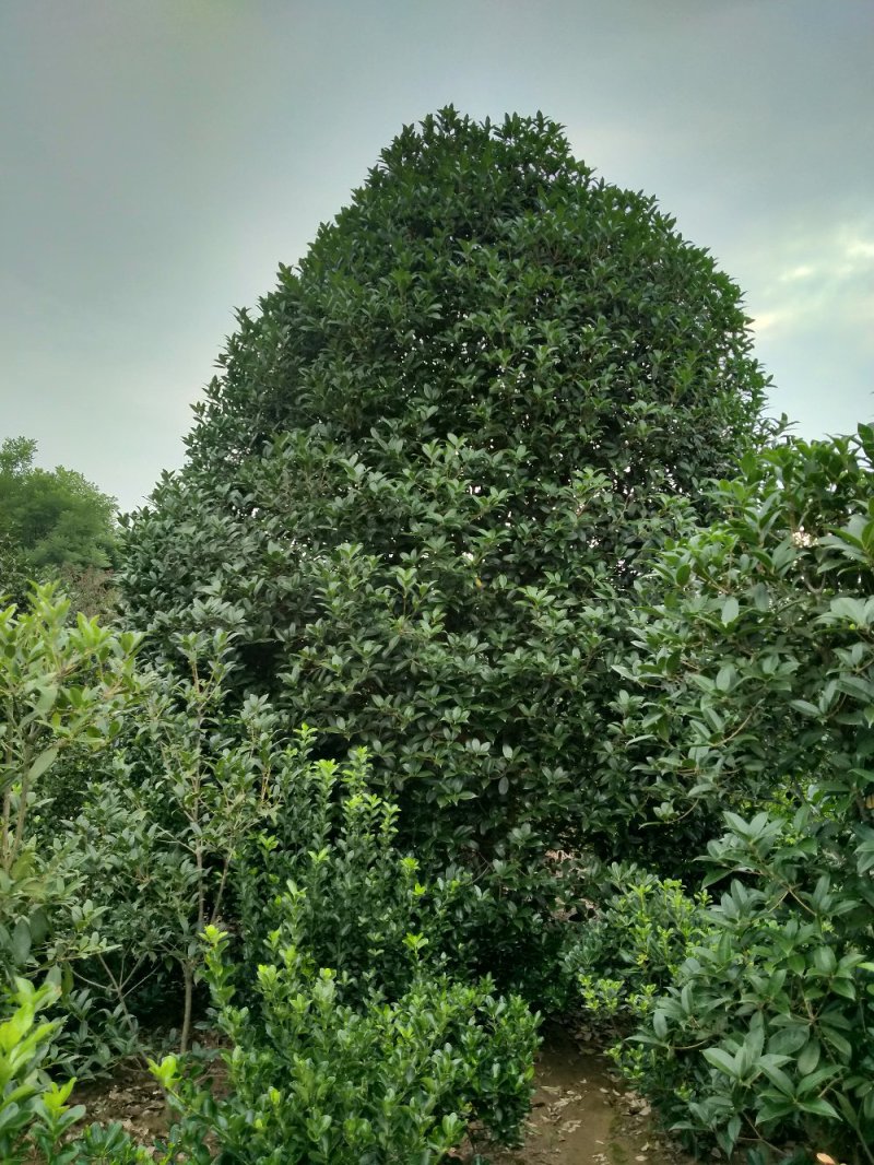 河南精品丛生桂花树，数量多，规格齐全，潢川县苗木基地直销