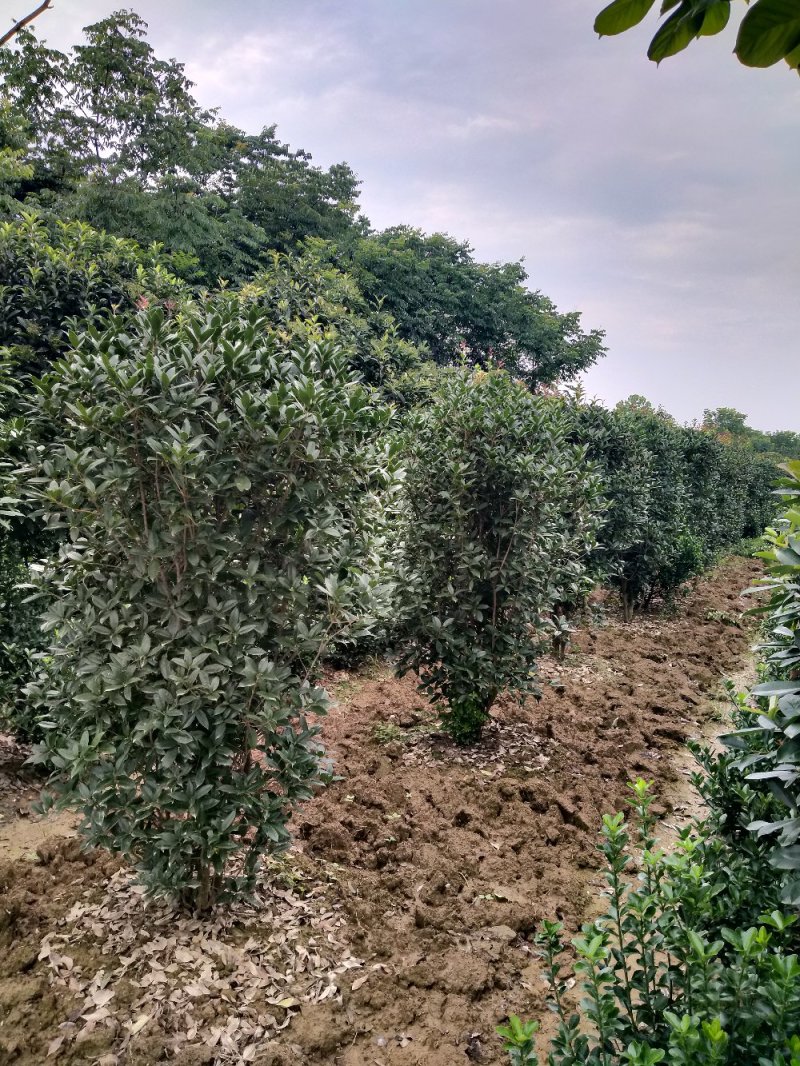 河南精品丛生桂花树，数量多，规格齐全，潢川县苗木基地直销