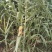 【基地直销】牧草种苗芦竹（进口）量大从优欢迎选购