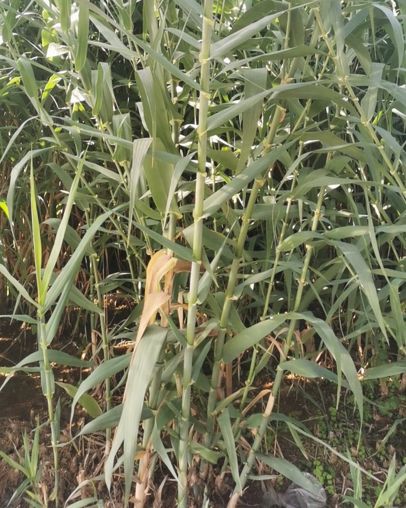 【基地直销】牧草种苗芦竹（进口）量大从优欢迎选购