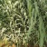 【基地直销】牧草种苗芦竹（进口）量大从优欢迎选购