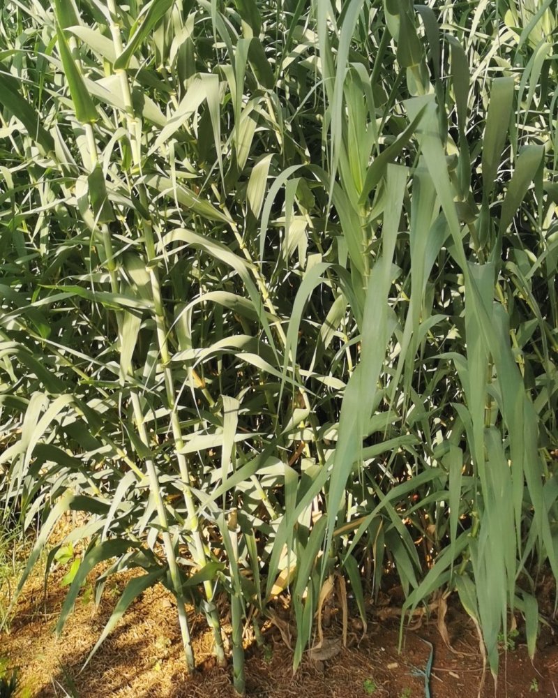 【基地直销】牧草种苗芦竹（进口）量大从优欢迎选购