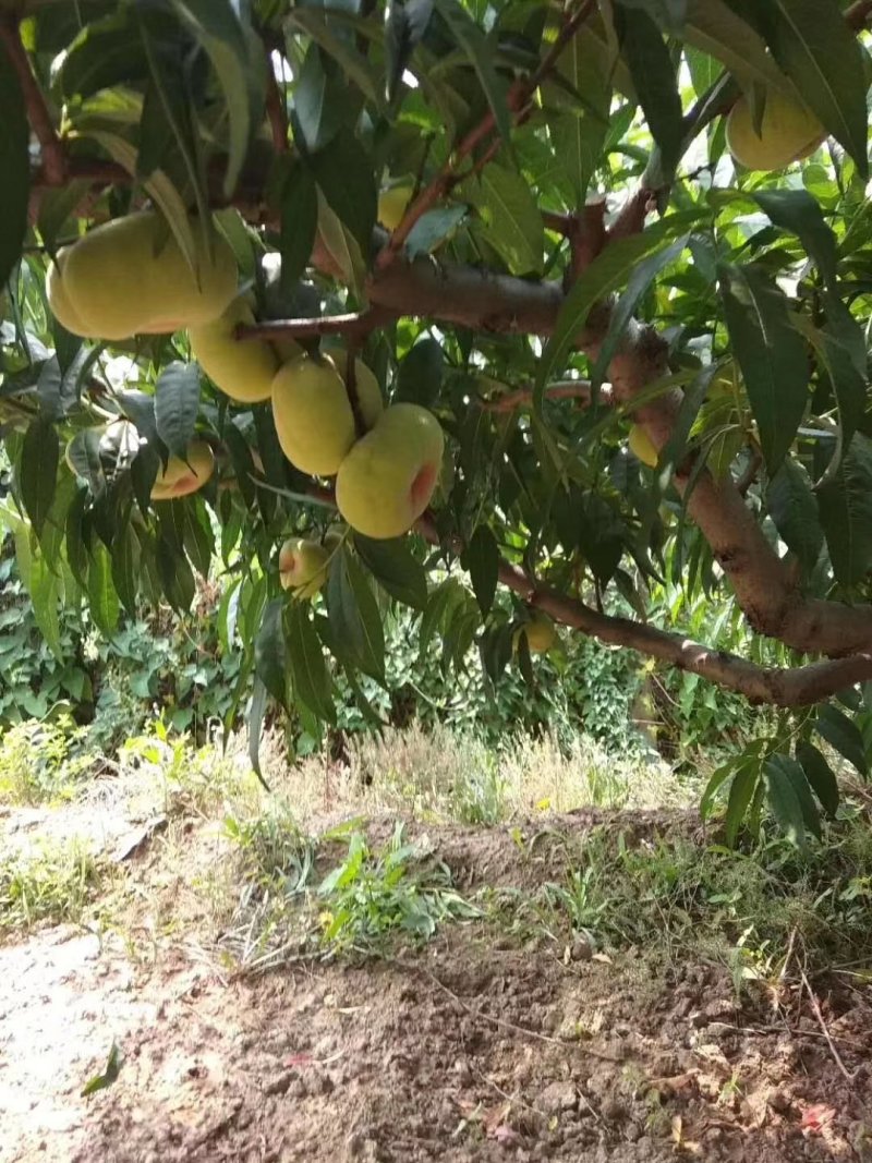 蟠桃