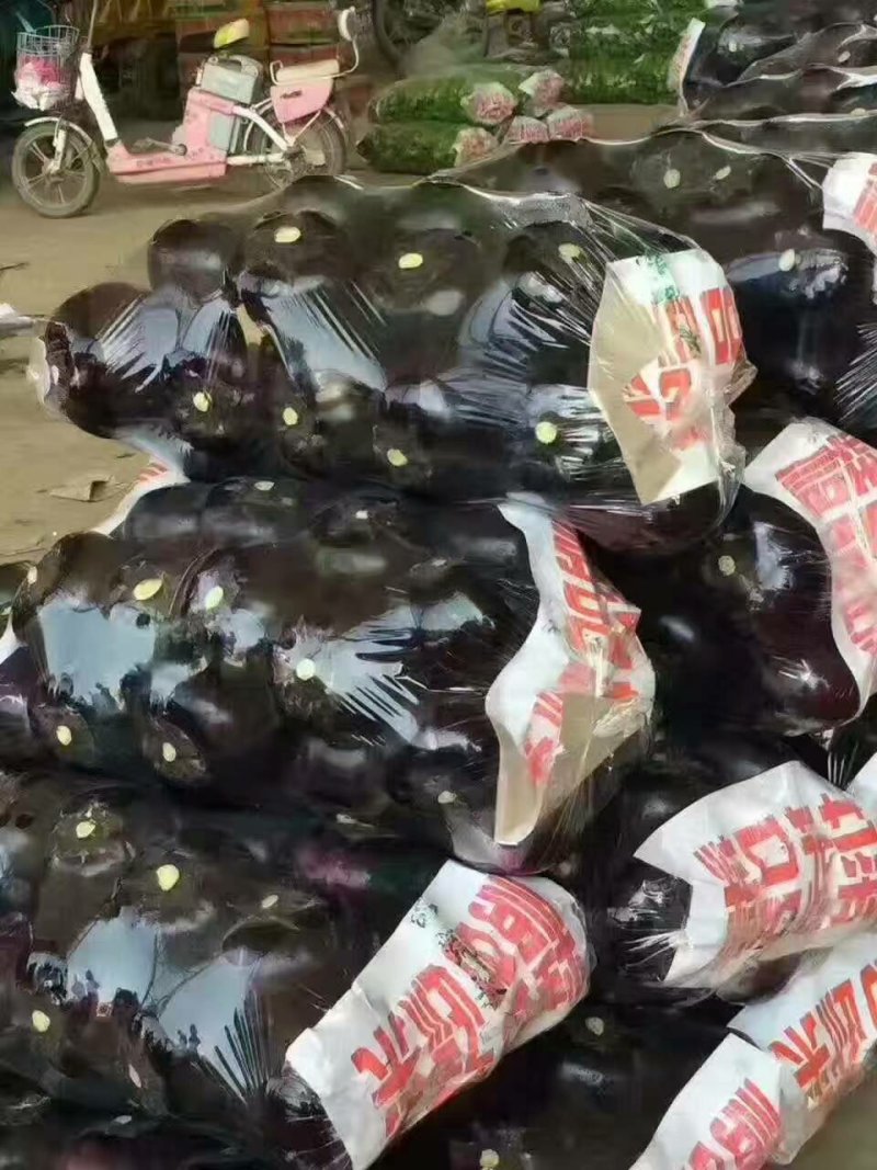 紫光圆茄可以视频看货，货源充足，大量现货