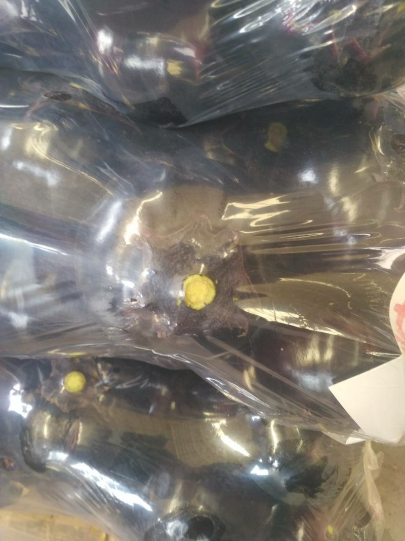 紫光圆茄可以视频看货，货源充足，大量现货