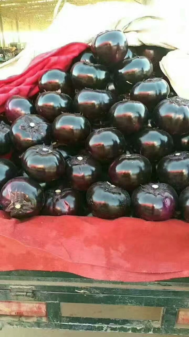 紫光圆茄可以视频看货，货源充足，大量现货