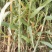 【基地直销】芦竹苗进口芦竹种苗量大从优
