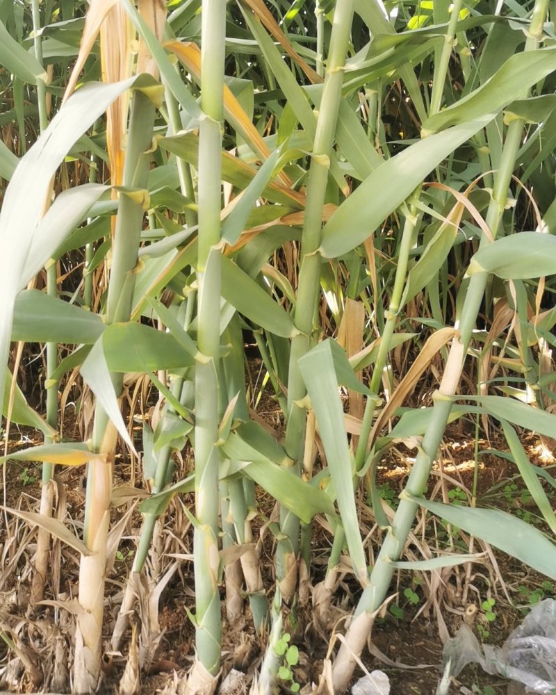 【基地直销】芦竹苗进口芦竹种苗量大从优