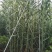 【基地直销】芦竹苗进口芦竹种苗量大从优