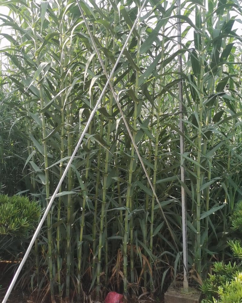 【基地直销】芦竹苗进口芦竹种苗量大从优