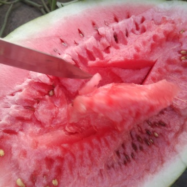龙卷风大西瓜