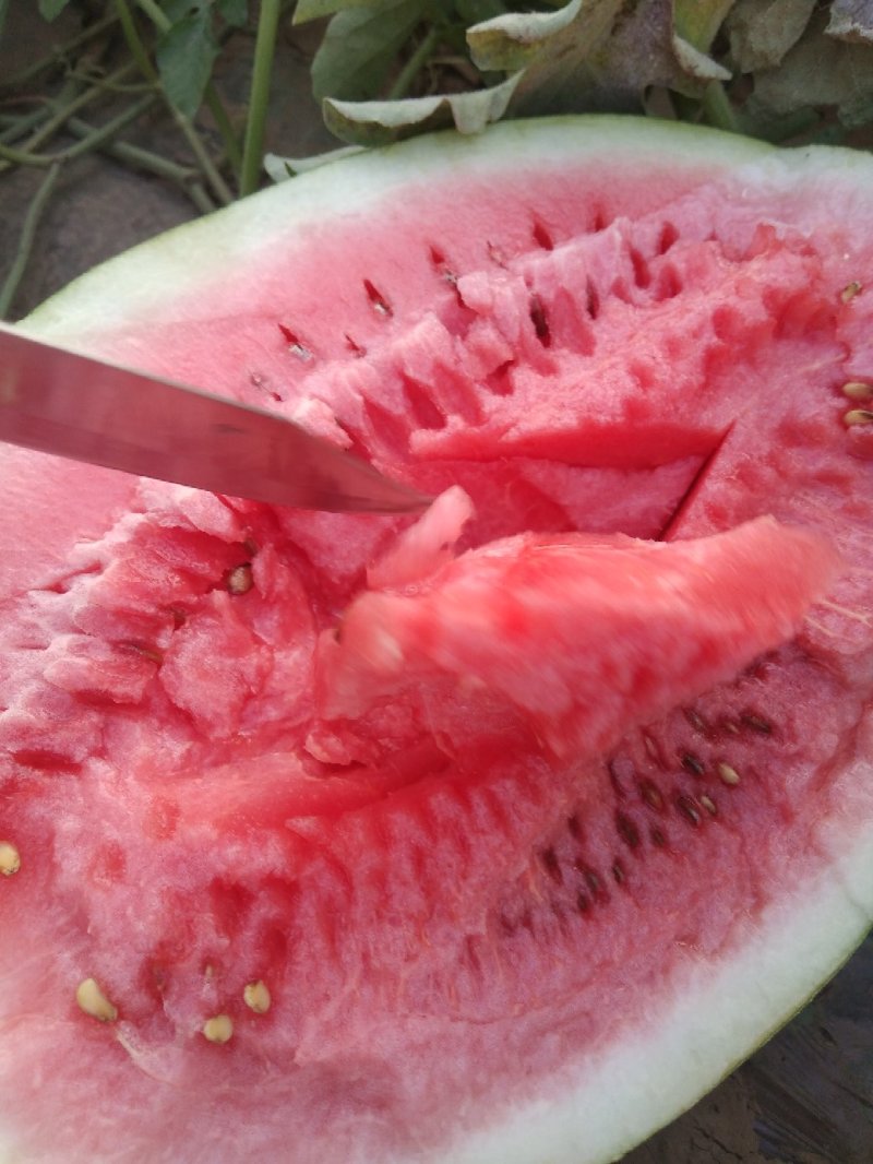 龙卷风大西瓜