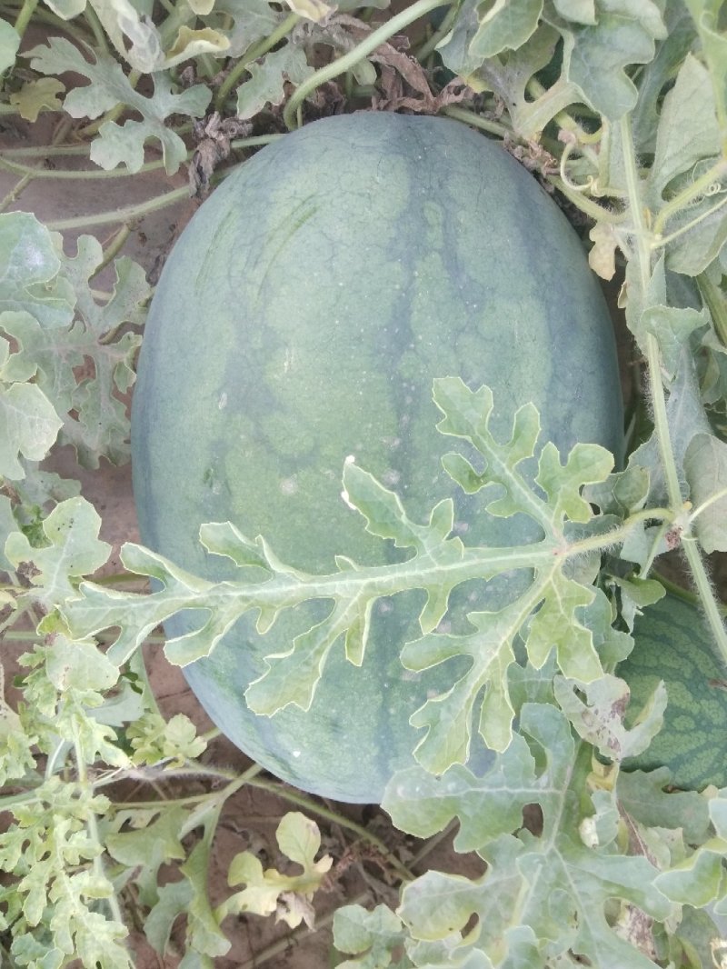 龙卷风大西瓜