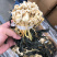 高原白菜干产地直销，欢迎订购，颜色好干度好。