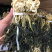 高原白菜干产地直销，欢迎订购，颜色好干度好。