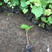 葡萄苗，各种品种葡萄品种苗木………………………………