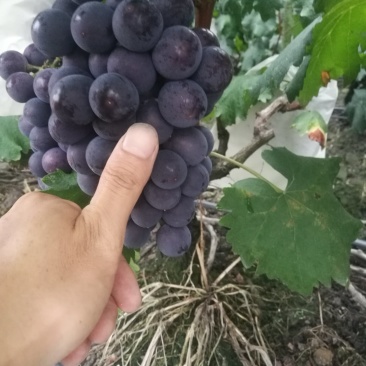 露天巨峰葡萄