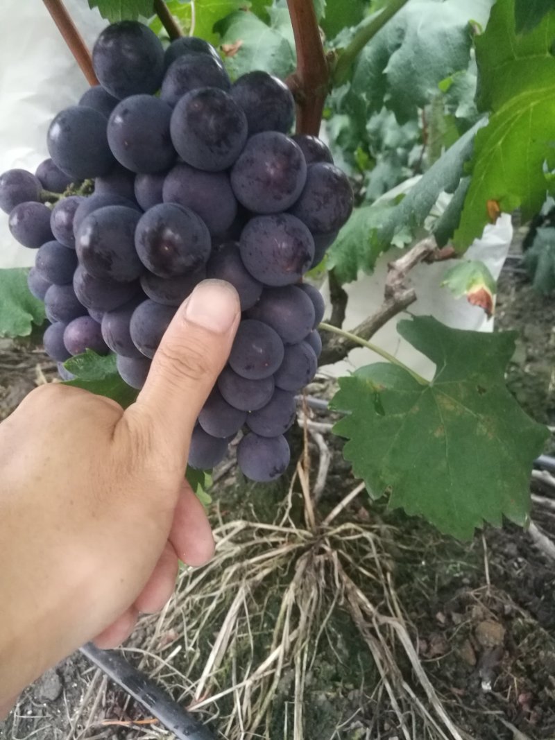 露天巨峰葡萄