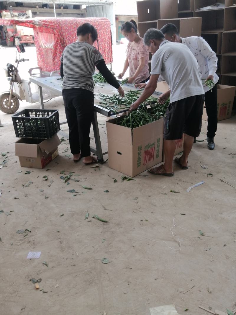 优质线椒已大量上市，产地直供，货源充足，欢迎预订