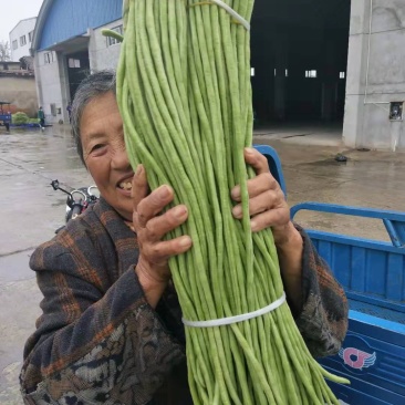 湖北豆角大量上市，产地直供，鲜嫩，精品货，欢迎实地考察
