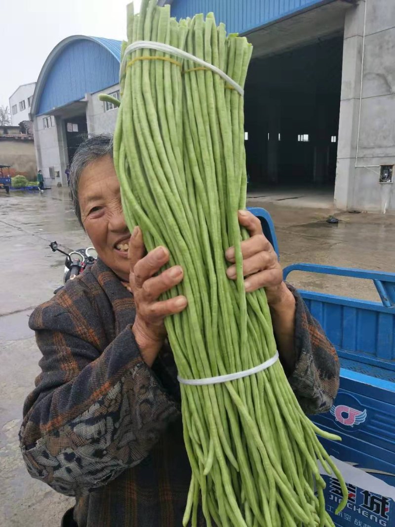 湖北豆角大量上市，产地直供，鲜嫩，精品货，欢迎实地考察