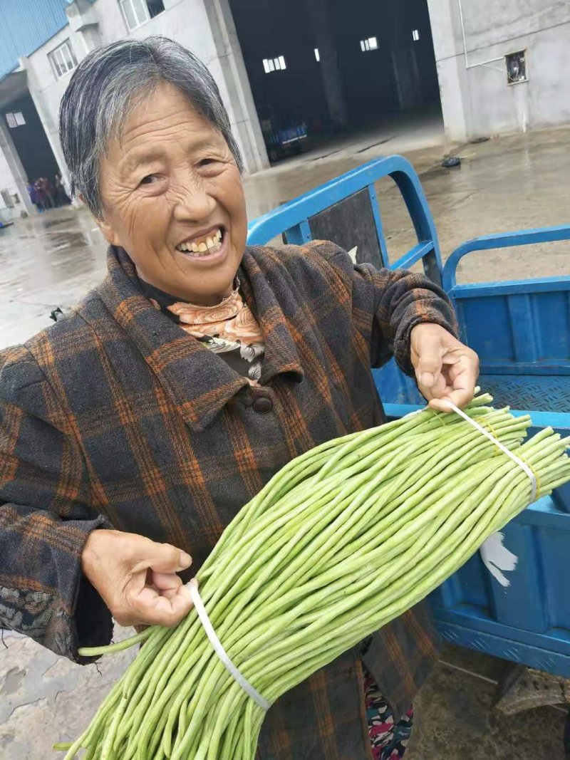 湖北豆角大量上市，产地直供，鲜嫩，精品货，欢迎实地考察
