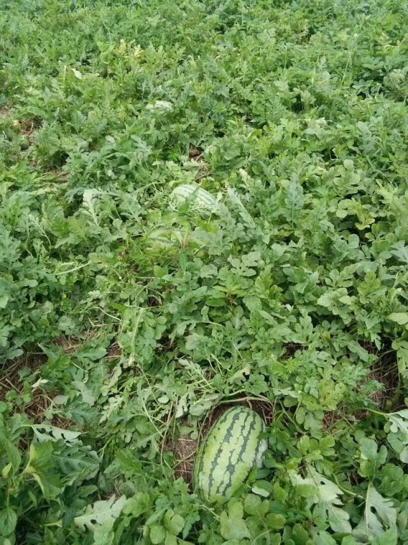 【冠龙西瓜】河南西瓜，冠龙西瓜，植生苗，夏邑西瓜基地