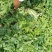 【冠龙西瓜】河南西瓜，冠龙西瓜，植生苗，夏邑西瓜基地