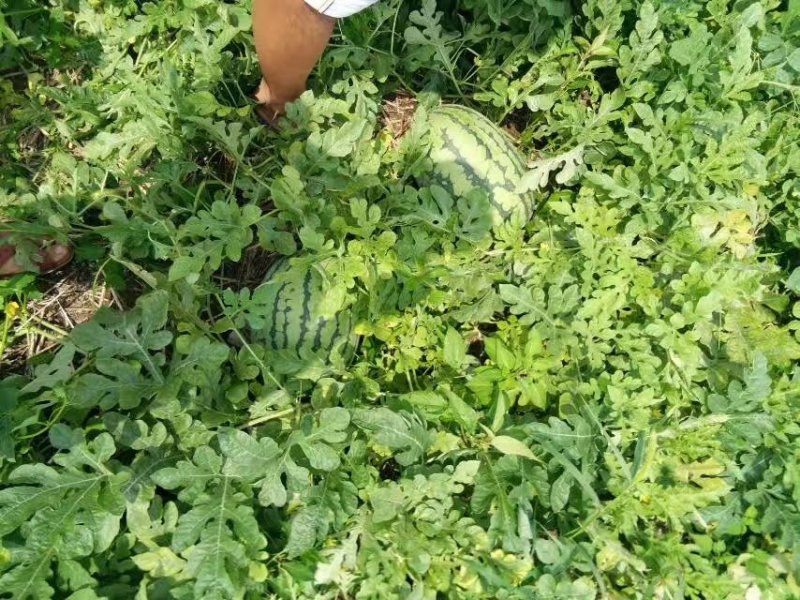 【冠龙西瓜】河南西瓜，冠龙西瓜，植生苗，夏邑西瓜基地