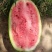 【冠龙西瓜】河南西瓜，冠龙西瓜，植生苗，夏邑西瓜基地