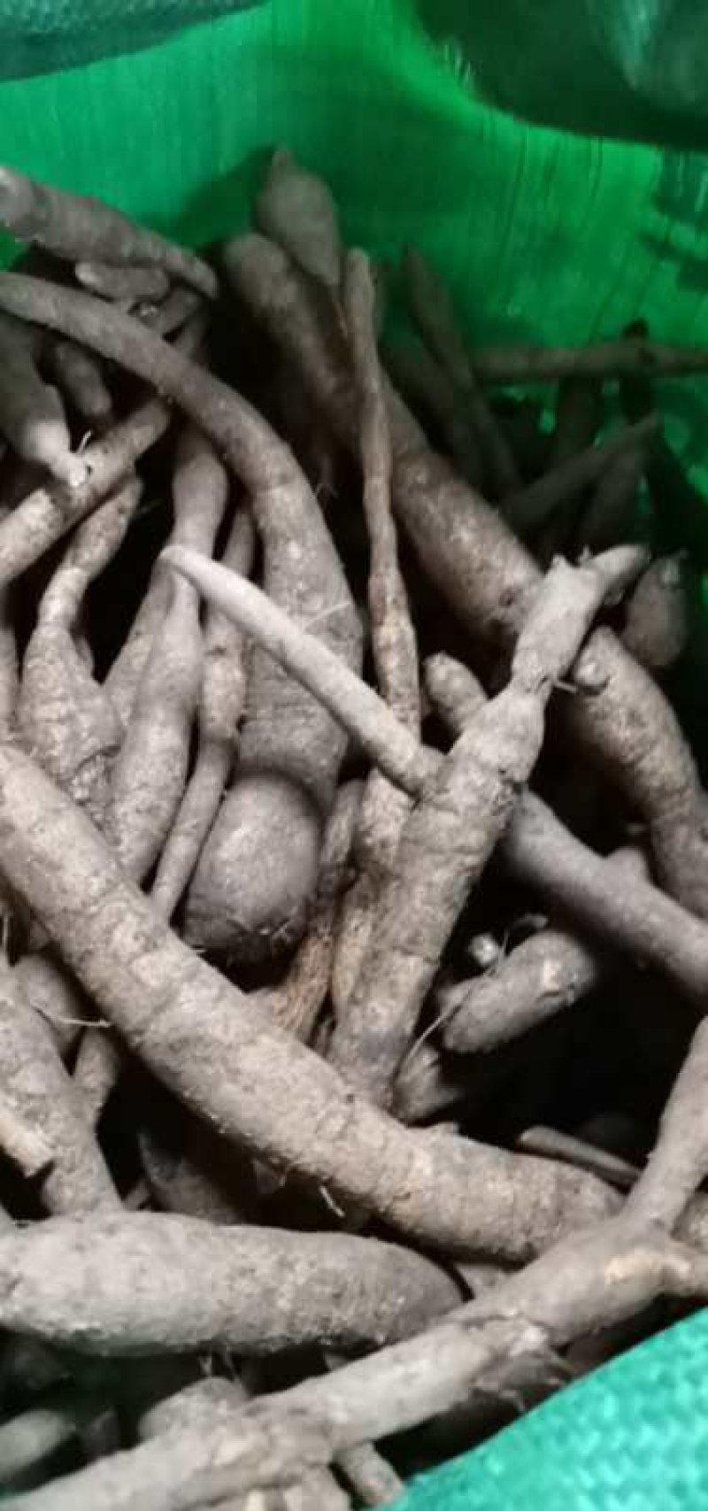 野生牛大力