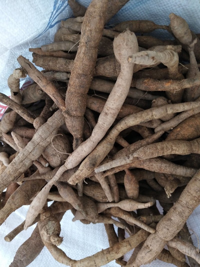 野生牛大力