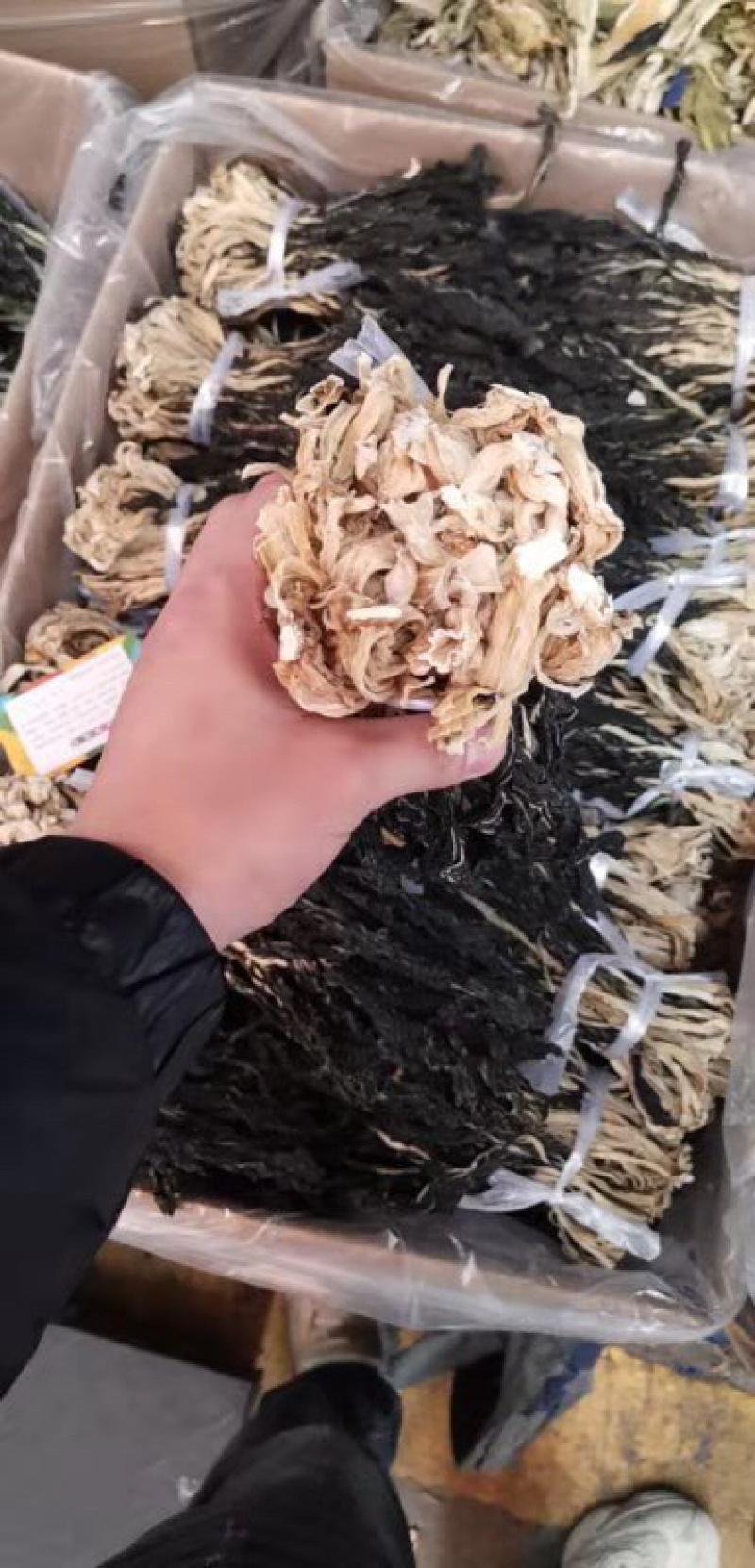 广东本地脱水白菜，产地直销，欢迎订购，视频图片观看
