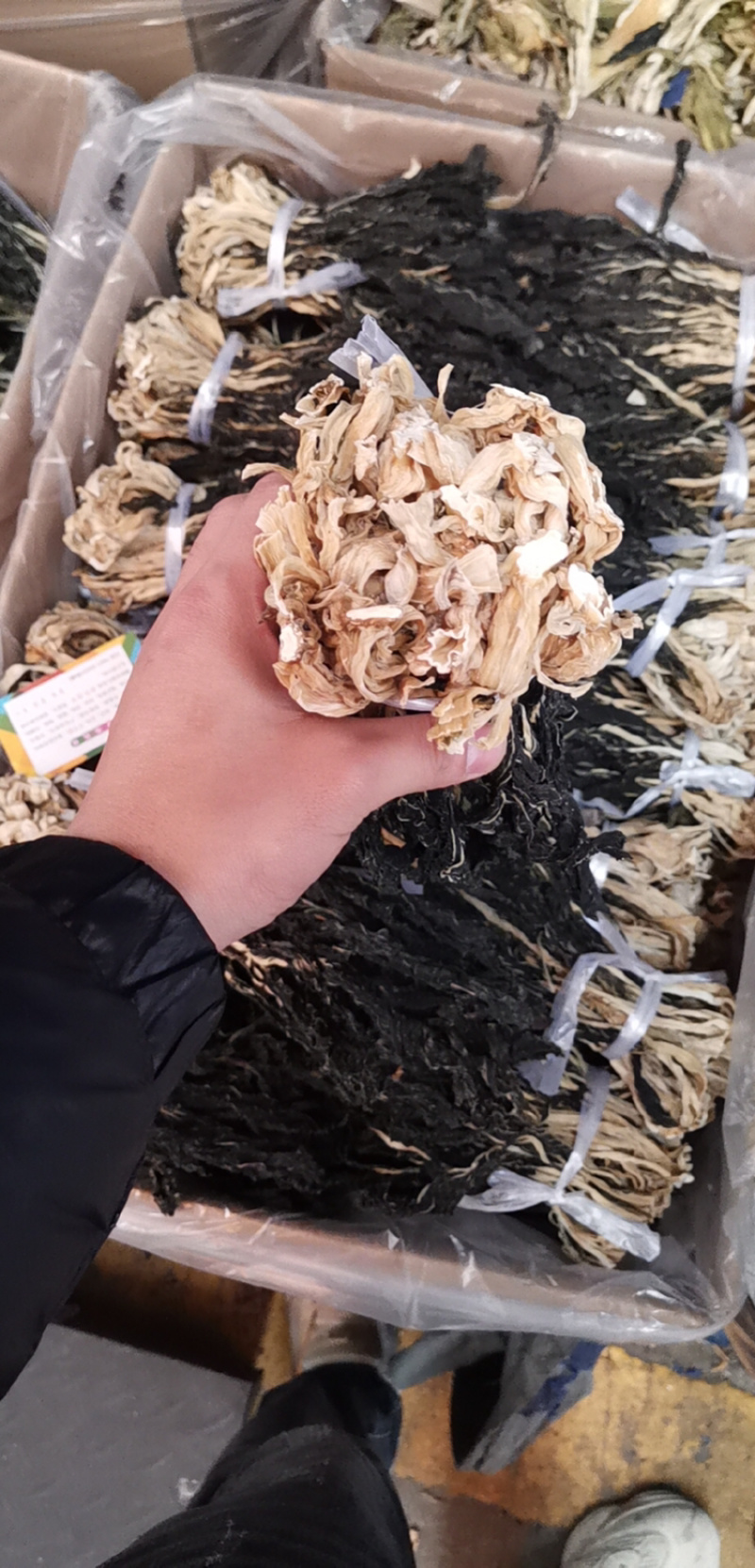 广东本地脱水白菜，产地直销，欢迎订购，视频图片观看