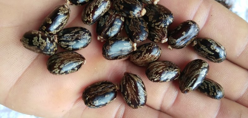 蓖麻，云南高油高品质花蓖麻，出油率高，籽粒大