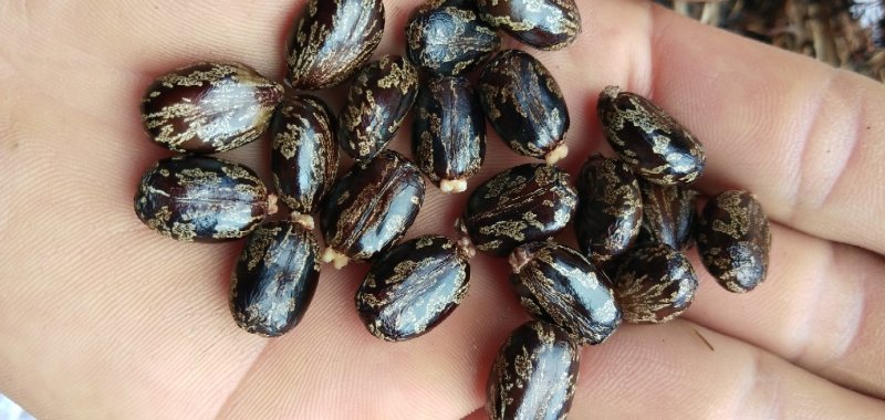 蓖麻，云南高油高品质花蓖麻，出油率高，籽粒大