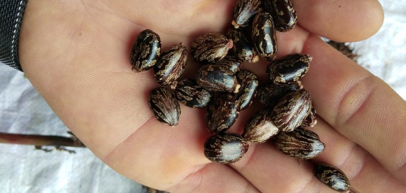 蓖麻，云南高油高品质花蓖麻，出油率高，籽粒大