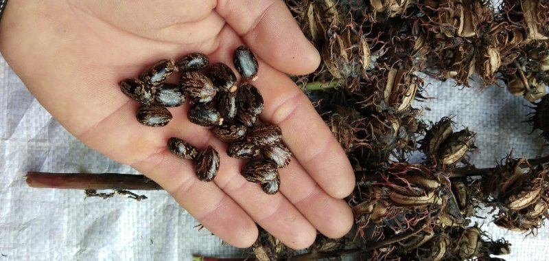 蓖麻，云南高油高品质花蓖麻，出油率高，籽粒大