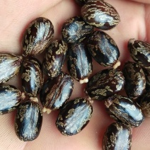 蓖麻，云南高油高品质花蓖麻，出油率高，籽粒大