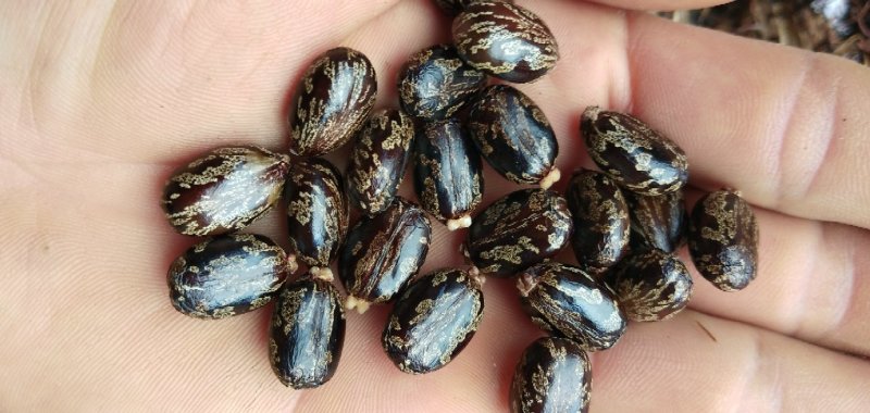 蓖麻，云南高油高品质花蓖麻，出油率高，籽粒大