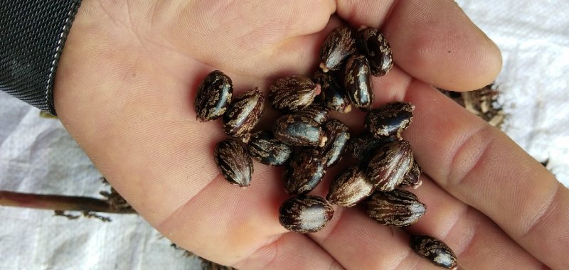 蓖麻，云南高油高品质花蓖麻，出油率高，籽粒大