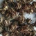 蓖麻，云南高油高品质花蓖麻，出油率高，籽粒大