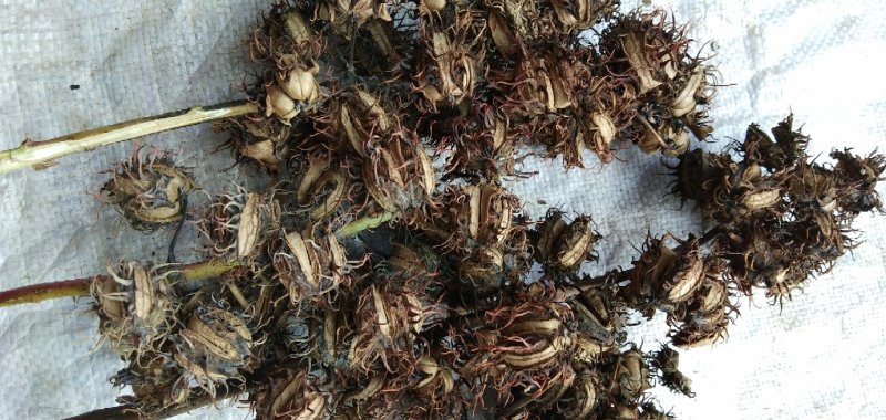 蓖麻，云南高油高品质花蓖麻，出油率高，籽粒大