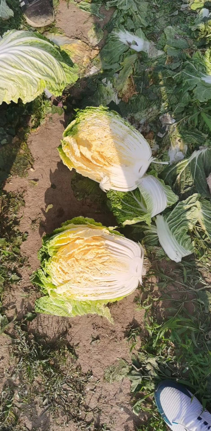黄心白菜还有5-6天大批量上市，需要的老板赶快了！